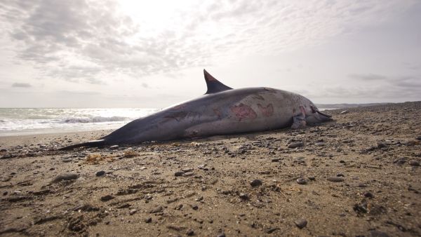 A dead Dolphin in the shore. (Shutterstock/ File Photo)