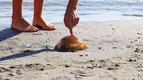 (Shutterstock/ File Photo)