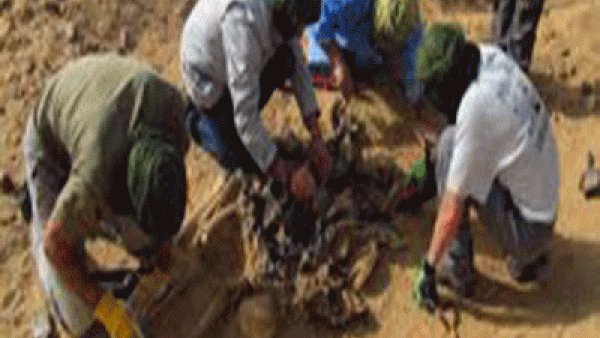 فريق طبي متخصص عثر على رفات مفقودين بمقبرة جماعية مكونة من مقبرتين صغيرتين 