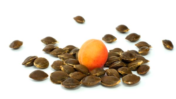 تناول نواة المشمش أو مسحوقها سم قاتل
