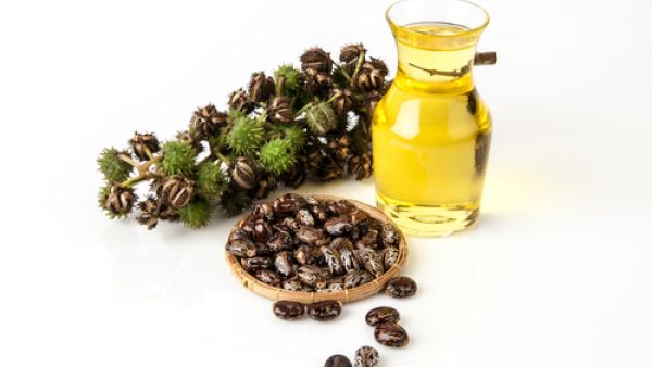 زيت الخروع من أكثر الزيوت المتداولة منذ فترات طويلة