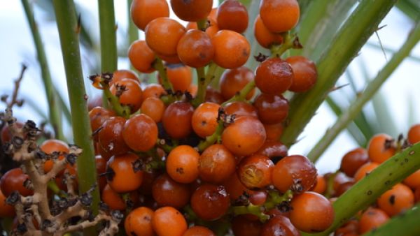 يفيد نبات الدوم المرضى الذين يعانون من ارتفاع دائم في الضغط.
