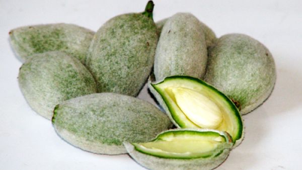 اللوز الأخضر يمنع تكون حصوات المرارة