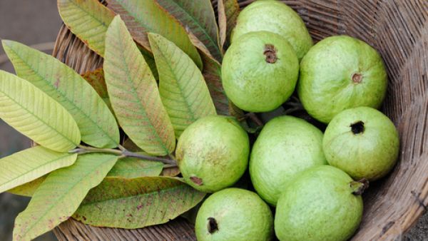 أفضل علاج طبيعي لتساقط الشعر هو فاكهة الجوافة

