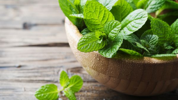 النعناع له تاثير طارد؛ حيث يسبّب راحة للبطن