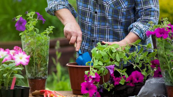 ابدأ بزراعة النباتات الصغيرة والبذور قبل قدوم الربيع بأسابيع

