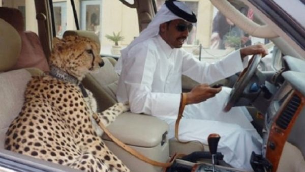 Wealthy Emiratis will no longer be able to harbor exotic animals as symbols of status or privilege. (File photo)