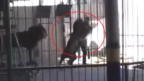As dance music is heard in the background, 35-year-old Shaheen, who had been a lion tamer for ten years, waved a large stick in the air beckoning one of the 200kg animals towards him, while another climbed a ladder. (Twitter)