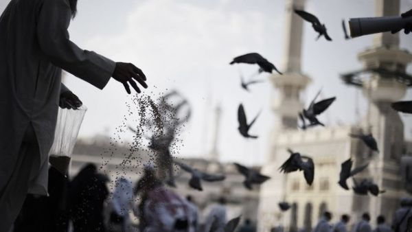 A Muslim pilgrim feeds pigeons as worshipers arrive for a prayer at Mecca's Grand Mosque, Saudi Arabia. (AFP/File)
