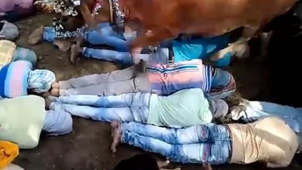 400 Indian men volunteer to be trampled by cows in Hindu ritual (Twitter)