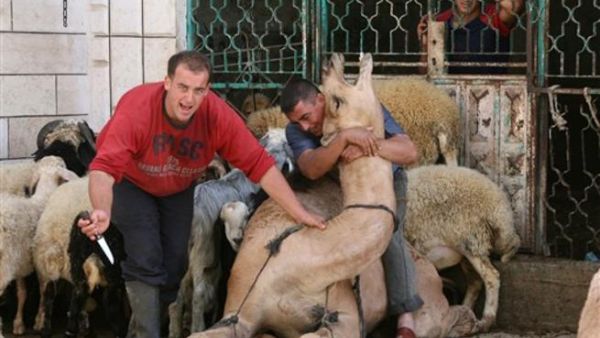 فلسطيني يستعد لنحر جملا -الفرنسية-