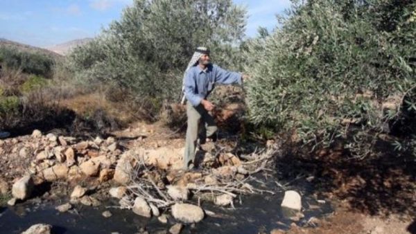 فلسطيني يتفقد اشجاره التالفة بقرية دير الحطب