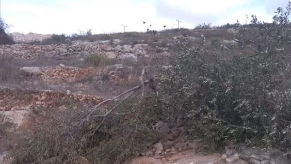 مستوطنو مستوطنة "بروخين" المقامة على أراضي بلدة بروقين يقطعون عشرات أشجار الزيتون 