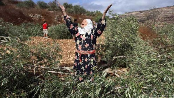 تدمير أشجار وممتلكات زراعية للفلسطينيين / أرشيفية