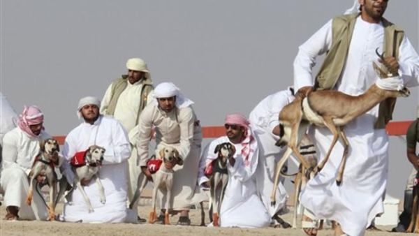 Emirati breeders prepare to release their Saluki dogs during the first Arab Heritage Saluki Race Festival in Zayed City in the United Arab Emirates&#039; western Gharbia desert on Christmas Day 2010.  Some expats seem to find Saudi Arabia a difficult place to understand...