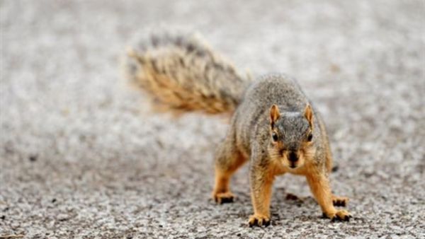 It is not know whether the squirrel and the parrot survived the incident. 