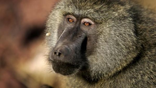 The one-year-old female baboon was brought to the farm by an Iranian who found her in a crippled condition at a farm in Al Ruwaiya