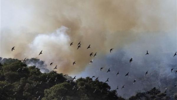 Birds fly away from flames in the village of Ussafiya in Haifa's Carmel Forest on December 4, 2010 