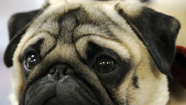 He teached pug a Nazi salute (AFP/File Photo)	