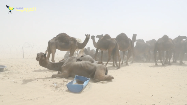 The blockade has forced many Qatari farm owners, who keep their cattle in Saudi Arabia during winter months for grazing and breeding, to try to shift the animals back across the border. (video courtesy of TheNewArab) 