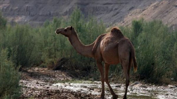 For Illustrative Purposes (AFP PHOTO / AWAD AWAD)