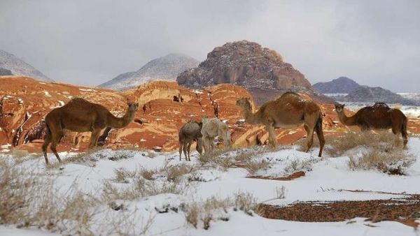 الصحراء بالقرب من تبوك، المملكة العربية السعودية