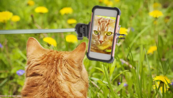 Selfies with cats, dogs, wolves, Snapchat filters, photography in general, and Pokemon cards, are all among things banned by Saudi religious figures. (Shutterstock)