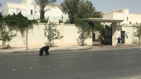 The chimpanzee took a 30-minute stroll before it was caught [Twitter]