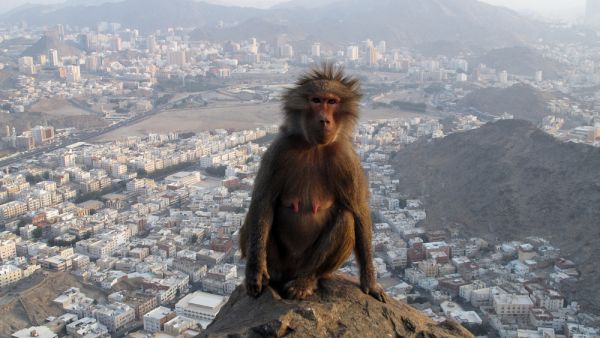 A monkey sits atop a mountain outside Mecca in Saudi Arabia. (Shutterstock)
