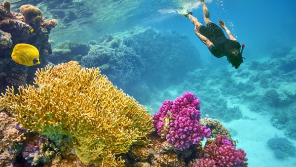Snorkeling at Marsa Alam, Red Sea, Egypt (Shutterstock)