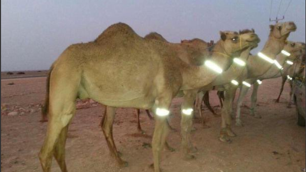 The camels pose with their new accessories (Twitter / @uaeae71)