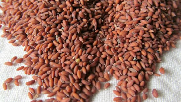 تستخدم بذور حب الرشاد كعلاج لتقليل أعراض الربو