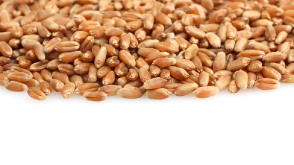من فوائد بذور الحرمل تحفيز المناعة

