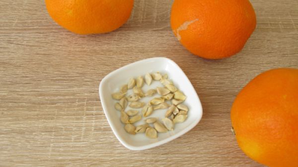 بذور البرتقال تقوي الجسم الهزيل وتجعله أكثر حيويةُ ونشاطاً

