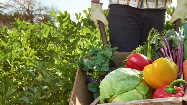 Emirates Flight Catering to establish world's largest vertical farming facility in Dubai. (Shutterstock/ File Photo)