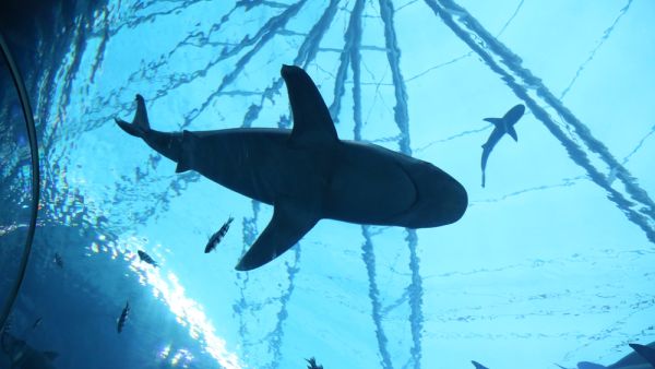 (Shutterstock/ File Photo)