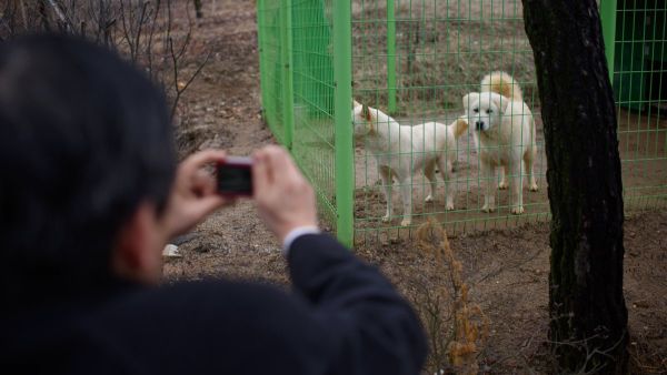 North Korea’s Kim Jong Un Sent These Puppies as a Peace Gift to South Korea. (Twitter)