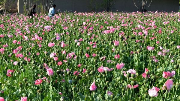 Deputies found an acre of opium poppies being farmed in the open in a small California town. (AFP/ File Photo)