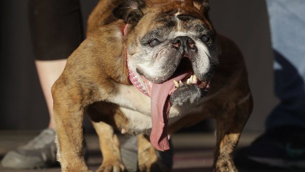 Zsa Zsa wins Ugliest Dog contest in California. (Twitter)