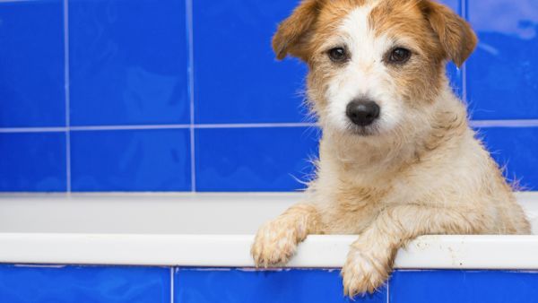 Shutterstock/ File Photo)