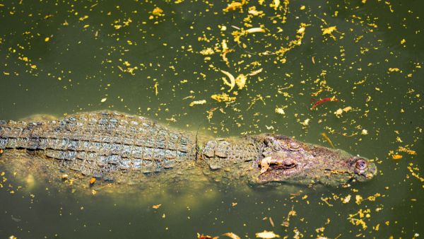 (Shutterstock/ File Photo)