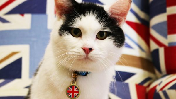 القط وعلم بريطانيا على صدره