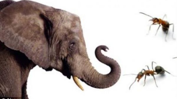 الفيل والنملة