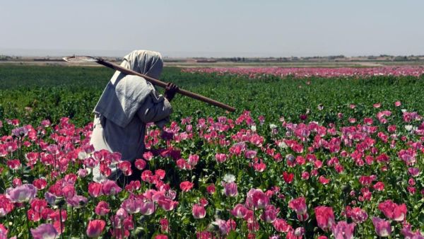 The use of opium has become a tradition in the province (AFP/File)