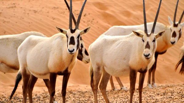 The Arabian oryx can be found in the Empty Quarter. (Twitter)