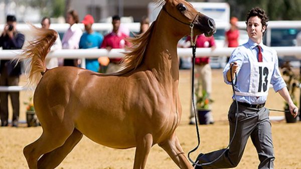 خيل عربي مشارك