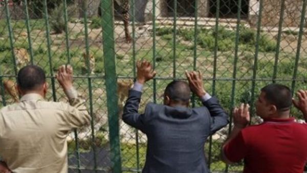 أسود عدي صدام حسين