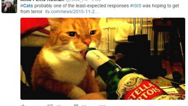Amid demands for social media silence on police movements in Brussels, Belgians took to Twitter to post cat photos with the hashtag #BrusselsLockdown. (Twitter)