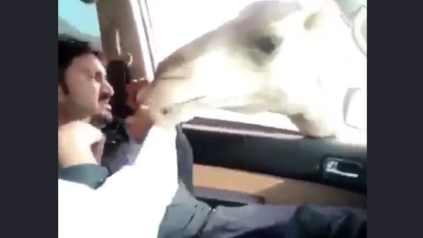 خليجي يختبر آسيوي بالإبل 