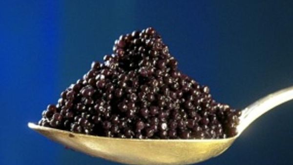 The volume of Iran’s annual farmed caviar output stands at 3 tons, which is planned to reach 100 tons by 2025 The volume of Iran’s annual farmed caviar output stands at 3 tons, which is planned to reach 100 tons by 2025